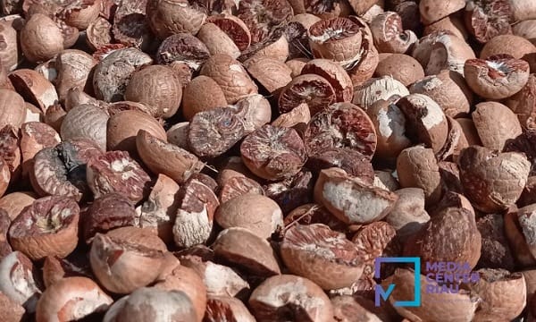 Harga Pinang Kering di Riau Naik, Komoditas Perkebunan Lain Alami Fluktuasi