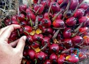 Harga TBS Kelapa Sawit Riau Periode 18-24 Desember 2024 Turun Tipis