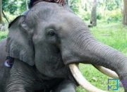 Gajah Liar Muncul di Tenayan Raya, Begini Kata BBKSDA Riau