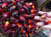 Harga TBS Kelapa Sawit Plasma Riau Naik, Kesejahteraan Petani Kian Terjamin
