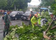 Hujan Deras dan Angin Kencang di Padang, 10 Lokasi Pohon Tumbang Ganggu Aktivitas