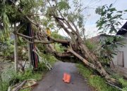 Hujan Deras di Padang, BPBD Tangani Pohon Tumbang di Pengambiran
