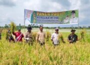 Sukseskan Panen Perdana IP-200, Desa Sialang Panjang Optimis Tingkatkan Ketahanan Pangan