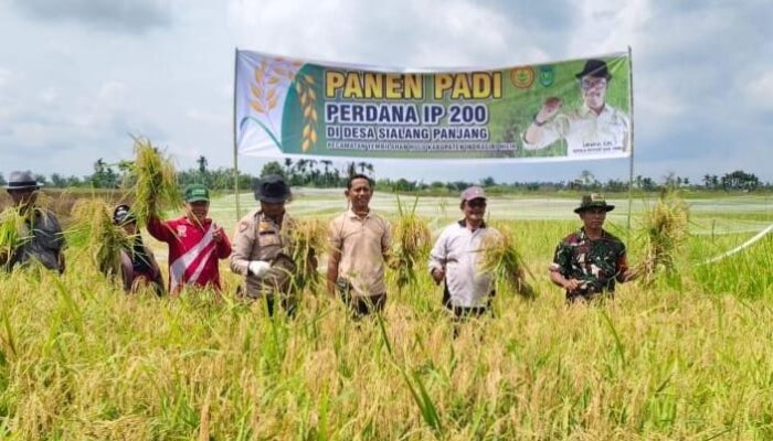 Sukseskan Panen Perdana IP-200, Desa Sialang Panjang Optimis Tingkatkan Ketahanan Pangan