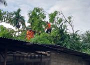 Angin Kencang di Padang, Pohon Kedondong Tumbang Timpa Rumah di Pauh