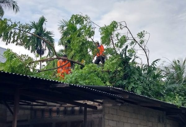 Proses evakuasi pohon tumbang yang menimpa rumah warga di Pauh, Kota Padang. (Foto: Istimewa)