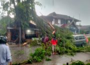 Angin Kencang dan Hujan Sebabkan Tujuh Pohon Tumbang di Kota Padang