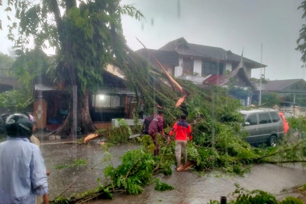 Pohon tumbang di Kota Padang, Senin (23/12). (Foto: BPBD Padang)