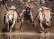 Pesona Pacu Jawi, Dari Arena Sawah Basah hingga Turis Mancanegara
