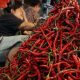 Ilustrasi cabai merah. (Foto: Istimewa)