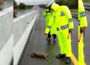 Macan Akar Mati Terlindas Laju Kendaraan di Tol Pekanbaru-Dumai
