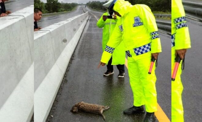 Macan Akar Mati Terlindas Laju Kendaraan di Tol Pekanbaru-Dumai