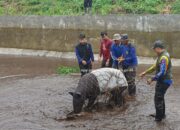 Tapir Dilindungi Mati Setelah Dievakuasi dari Kolam di Pasaman Barat