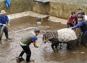 Tapir Luka-Luka Dievakuasi ke Taman Hutan Kota Pasaman Barat