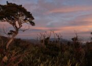 Menjelajahi Keindahan Alam Taman Nasional Gunung Leuser
