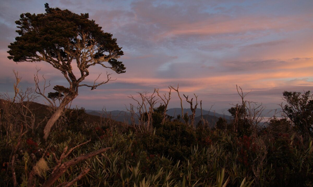 Suasana Sunrise di Taman Nasional Gunung Leuser [Foto: Wikipedia]