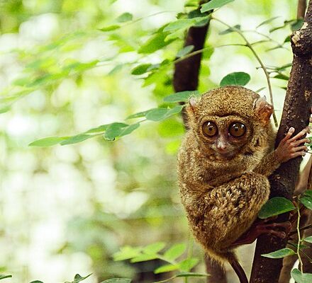 Mengenal Tarsius, Primata Unik di Bangka Belitung