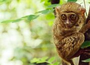 Mengenal Tarsius, Primata Unik di Bangka Belitung
