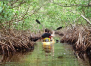 Menikmati Keindahan dan Keunikan Hutan Mangrove Dumai