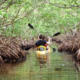 Hutan Mangrove Dumai [Foto:direktoripariwisata.id]