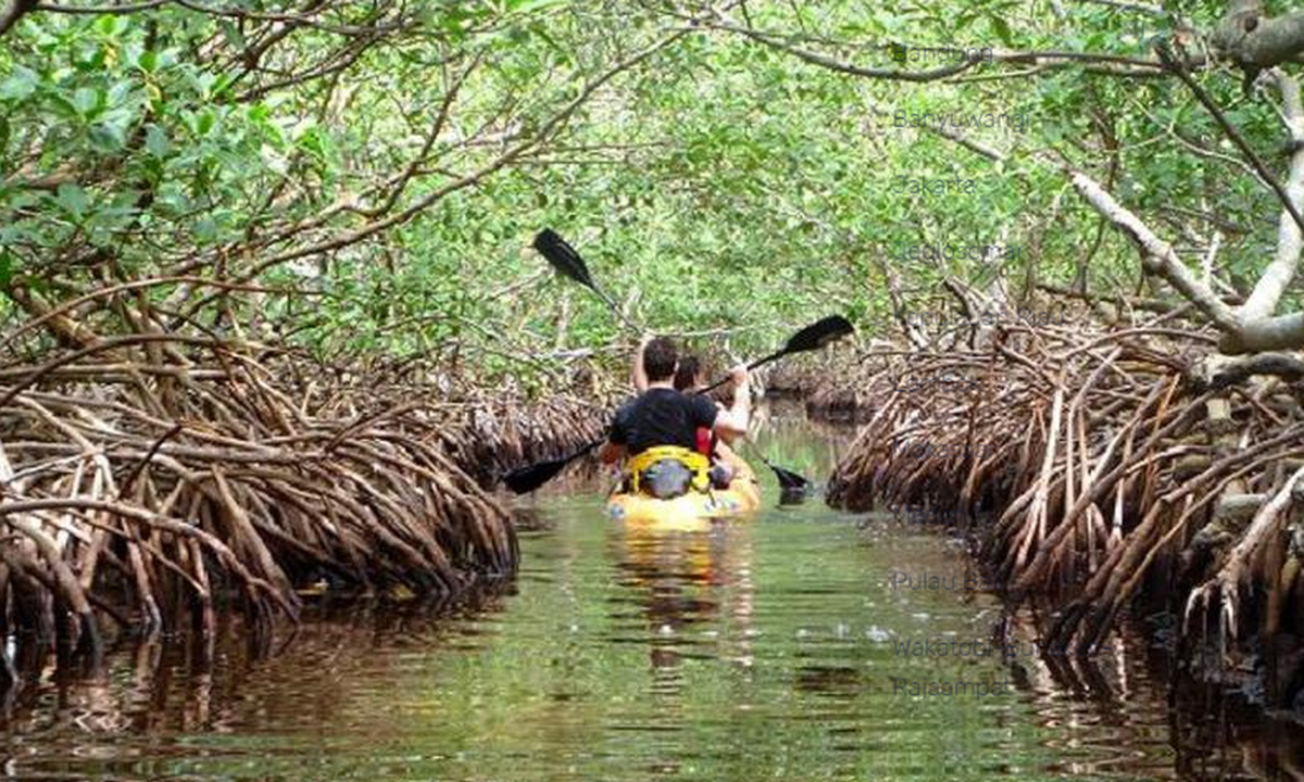 Hutan Mangrove Dumai [Foto:direktoripariwisata.id]
