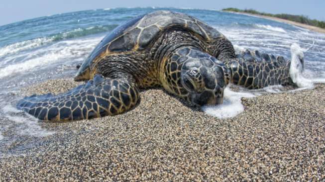 Penyu di pinggir pantai Pulau Jemur [Foto:wawasanriau.com]