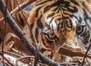 Konflik Manusia dan Harimau di Riau Meningkat, Deforestasi Jadi Pemicu Utama