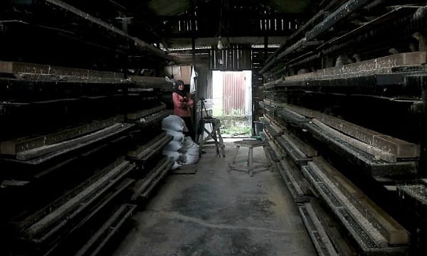 Beginilah penampakan kandang puyuh milik Ela.(ist)