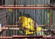 Kemenkes Terbitkan Surat Edaran untuk Tingkatkan Kewaspadaan terhadap Flu Burung