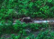 Evakuasi Gajah Liar dari Perkebunan Warga di Kampar