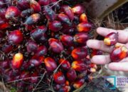 Turun, Segini Harga TBS Kelapa Sawit Plasma Riau Periode 15-21 Januari 2025