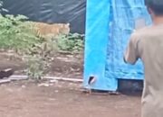 Lupa Tutup Pagar, Harimau Masuk ke Camp Pekerja di Pelalawan