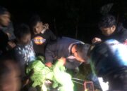 Polres Agam Bongkar Jaringan Pengedar Narkoba, Dua Pelaku Dibekuk di Kebun Sawit