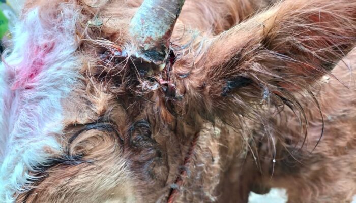 Warga Pagadih Kabupaten Agam Digegerkan Dugaan Penyerangan Ternak oleh Harimau