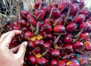 Harga TBS Sawit di Riau Turun, Begini Kata Kadinas Perkebunan Syahrial Abdi