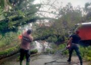 Cuaca Ekstrem di Padang, Pohon Tumbang Ganggu Akses Jalan dan Listrik
