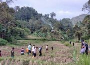 BKSDA Sumbar, Harimau Serang Ternak Warga di Nagari Pagadih