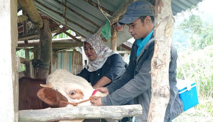 Kasus PMK kembali Ditemukan di Kabupaten Agam, Peternak Diminta Jalankan Biosekuriti