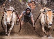 Keunikan Tradisi Pacu Jawi Warisan Budaya Minangkabau yang Memikat Dunia