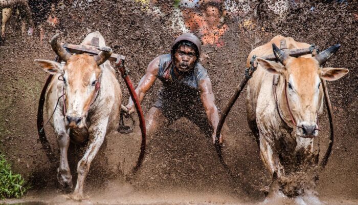 Keunikan Tradisi Pacu Jawi Warisan Budaya Minangkabau yang Memikat Dunia