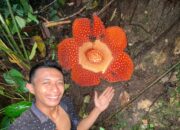 Bunga Langka Rafflesia Arnoldi Mekar dengan Diameter 91 cm di Agam