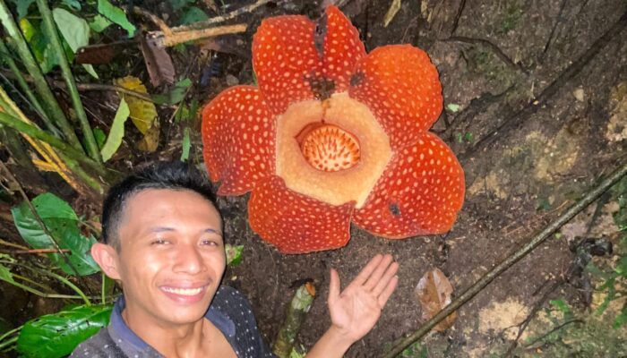 Bunga Langka Rafflesia Arnoldi Mekar dengan Diameter 91 cm di Agam