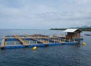 Danau Maninjau jadi Penyumbang Terbesar, Produksi Ikan Air Tawar Agam Capai 33.409 Ton pada 2024