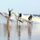 Selancar di Sungai Kampar Ombak Bono [Foto:Istimewa]