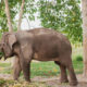 Gajah di Kasang Kulim Zoo [Foto:instagram/kasangkulim_zoo]