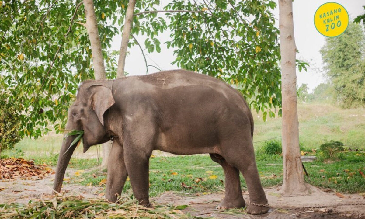 Gajah di Kasang Kulim Zoo [Foto:instagram/kasangkulim_zoo]