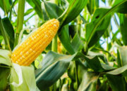 Pasaman Barat Targetkan Produksi Jagung 223.236 Ton pada 2025