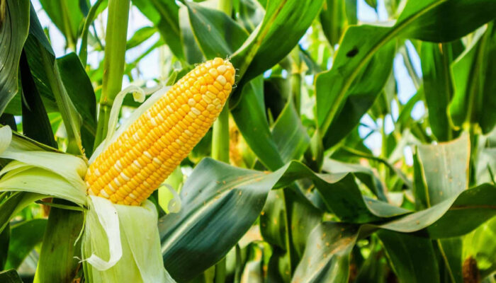 Pasaman Barat Targetkan Produksi Jagung 223.236 Ton pada 2025