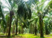 Pemkab Pasaman Barat Targetkan Peremajaan 1.000 Hektare Kelapa Sawit pada 2025