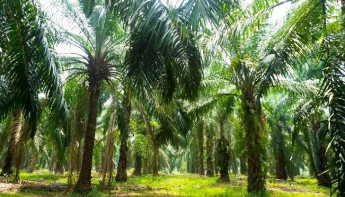 Pemkab Pasaman Barat Targetkan Peremajaan 1.000 Hektare Kelapa Sawit pada 2025